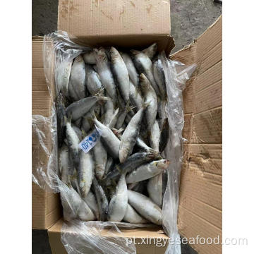 Sardinha de peixes congelados Sardina pilchardus